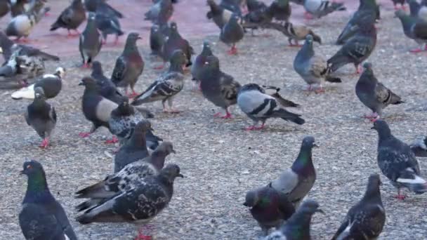 野生城市的一群鸽子在混凝土地面上行走 — 图库视频影像