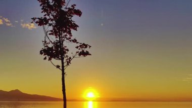 Yellow Sunset Video 'da Okyanusa Yakın Ağaç.
