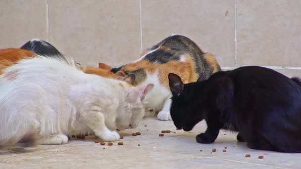 Zbloudilé Kočky Jedí Mramorové Betonové Podlaze Záběry — Stock video
