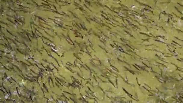 Fischschwarm Schwimmt Auf Wasseroberfläche Und Sucht Nahrung — Stockvideo