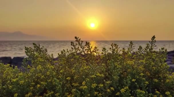 Żółte Kwiaty Swinging Wind Sunset Beach Nagranie Wideo — Wideo stockowe