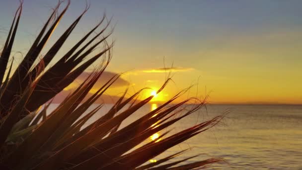 Palm Leaf Ocean Sunset Beach Footage — Video