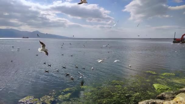 Lenta Moción Gaviotas Volando Por Playa Filmación — Vídeo de stock