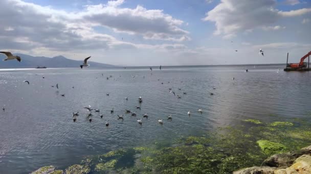Seagulls Ocean Beach Water — стоковое видео