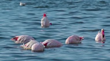 Flamingo Sürüsü Deniz Görüntülerinde Yüzüyor ve Yiyecek Avlıyor.