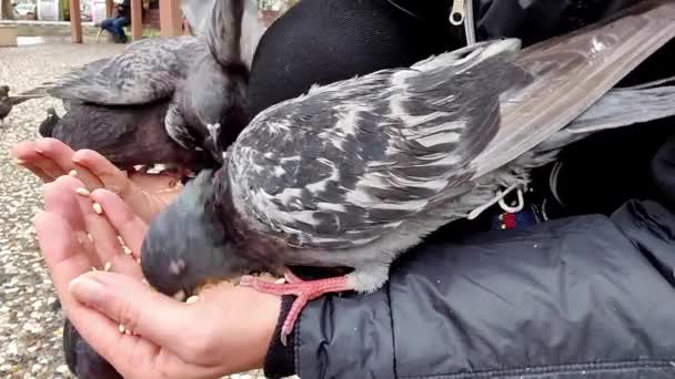 女子用麦粒喂鸽子的手在她的手印上 — 图库视频影像