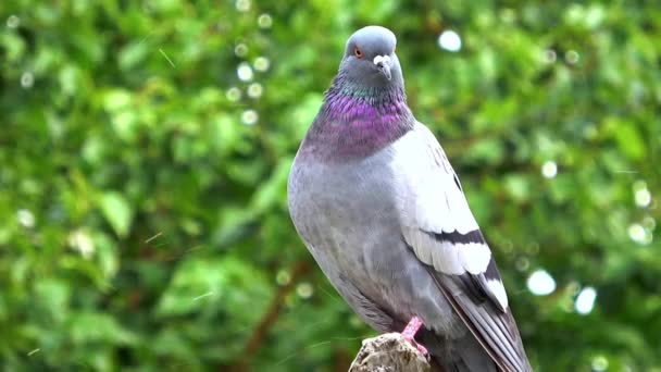 Taube Hockte Auf Einem Baum Und Beobachtete Filmaufnahmen — Stockvideo
