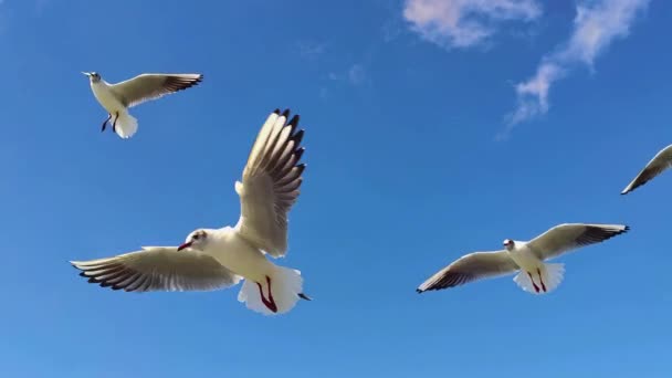Flock Seagulls Flying Blue Sky Close Slow Motion Footage — Stock Video