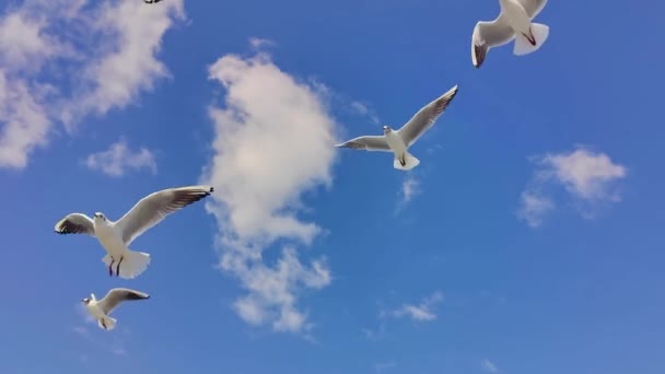 Flock Seagulls Volando Cielo Azul Primer Plano Cámara Lenta — Vídeo de stock