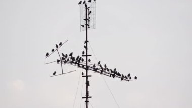 Starling Birds sürüsü Eski Teknoloji UHF ve VHF Televizyon Anten Görüntüsü 'ne tünedi.