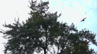 Uçan Vahşi Güvercinler Çam Ağacı 'na tünedi..