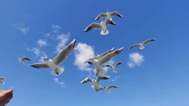 Uçan Martılar İnsan Ellerinden Ekmekle Besleniyor.