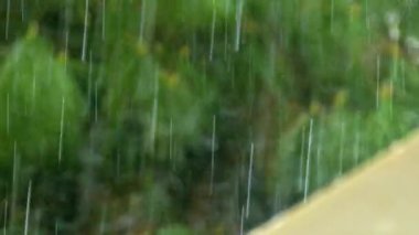 Damlalar Düşen Çatı Kulağı Görüntüsü.