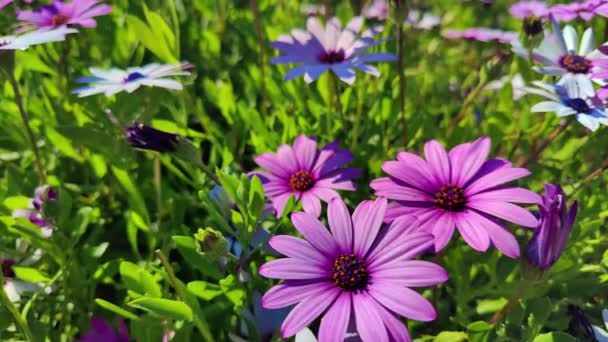 Άνοιξη Μωβ Osteospermum Λουλούδια Κήπος Πλάνα — Αρχείο Βίντεο
