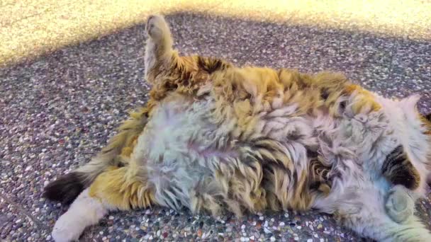 一只可爱的黄街猫躺在她的仰卧起坐上 脚张开躺在水泥地板上 — 图库视频影像
