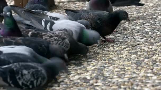 成群结队的鸽子在混凝土地面上吃小麦种子 — 图库视频影像