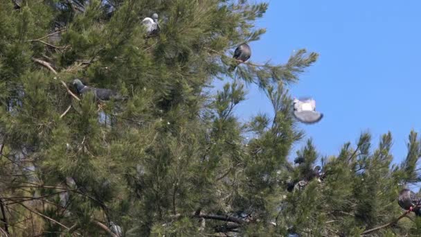 Pigeons Perched Pine Trees Spring Footage — Stock Video