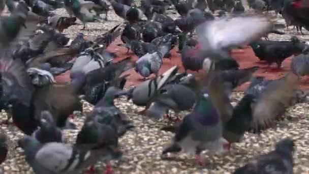 Flock Pigeons Flying Eat Wheat Feed Concrete Floor Footage — Stock Video