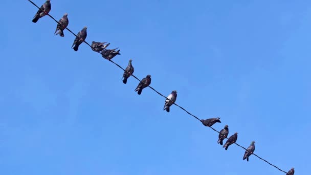 명확한 영상에 전선에 비둘기 — 비디오