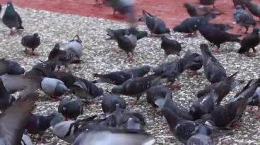 Birçok güvercin yemek yemek için beton zemine uçuyor ve iniyor..