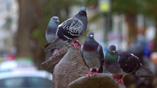 Pombos Empoleirados Uma Altura Parque Filmagem — Vídeo de Stock