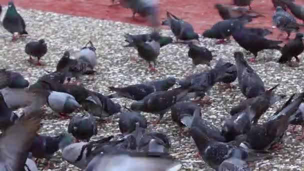 许多鸽子在水泥地面上飞来飞去 吃食物 — 图库视频影像