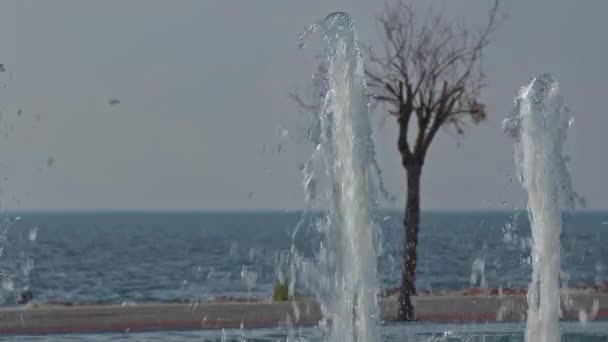 Leafless Tree Fountain Water Drops Sea Beach Winter Footage — Stock Video