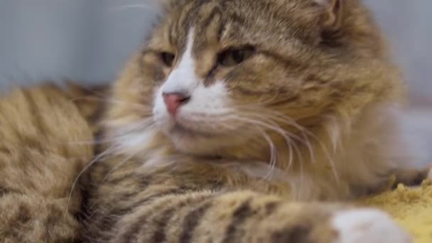 Tabby Street Cat Che Improvvisamente Sveglia Mentre Dorme Dorme Nuovo — Video Stock