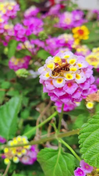 Vertikální Včela Sbírá Pyl Hortenzie Květiny Záběry Stock Video
