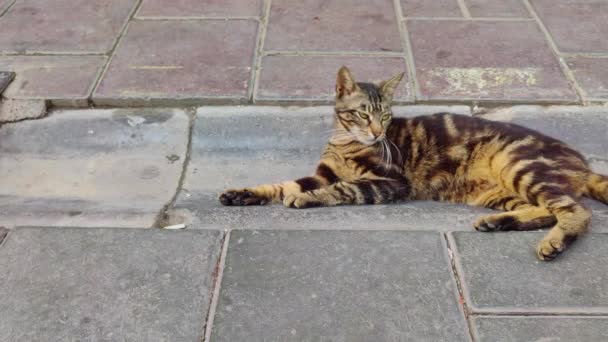Два Котенка Играющие Улице — стоковое видео