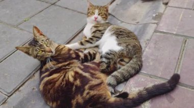 Beton zeminde yatan iki kedi kamera görüntülerine bakıyor..