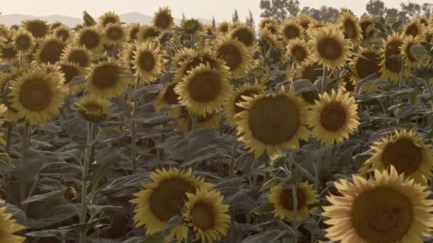 Ημέρα Εργασίας Των Μελισσών Μελιού Στο Πεδίο Sunflower Πλάνα Βίντεο Κλιπ