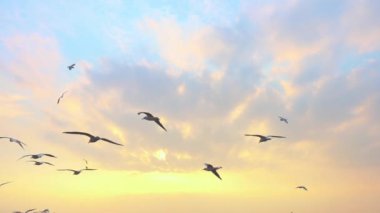 Sisli ve Sisli Gökyüzünde Uçan Martı Sürüsü.