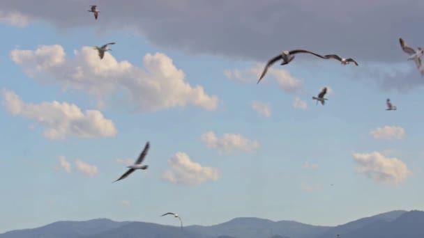 Стая Голодных Чаек Летающих Сером Облачном Небе Лицензионные Стоковые Видео