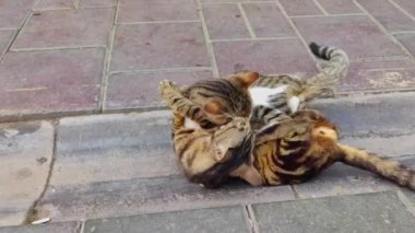 Kedi yavruları Tekir Kediler Dövüşüyor ve Oynuyor.