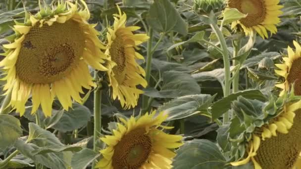 Krásné Slunečnice Pole Kvetoucích Záběrů Royalty Free Stock Video