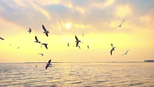 Σμήνος Γλάρων Που Πετούν Κύκλο Στην Παραλία Στο Κίτρινο Ηλιοβασίλεμα Βίντεο Κλιπ