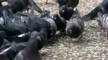 Vahşi güvercinler asfaltta yemek yiyor..