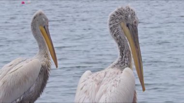 Pelikanlar Okyanus Görüntülerine Bakıyor.