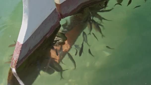 鱼群聚集在渔船尾翼后的海洋中的鱼群所产生的幻觉 — 图库视频影像