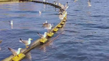 Sea Beach Video Platformu 'na tünemiş martı sürüsü.