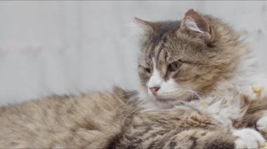 Sevimli Uykusuz Kedi Etrafı Gözler Ve Güvenlik Görüntüsü İçin Şekerlemeler.