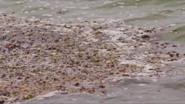 Deniz sümüğü veya deniz sümüğü, deniz canlılarının ölümüne neden olabilecek organik bir maddedir..