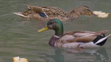 Mallard Ördekleri Göl Görüntülerinde Ekmek Kırıntıları Yiyiyor.