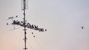 Yaban Kuşları Eski Vintage Model UHF ve VHF Televizyon Anteni Görüntülerine Tüydüler.