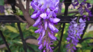 Wisteria Sinensis Bir Evin Metal Çitinin Önünde Çiçek Çiçeği.