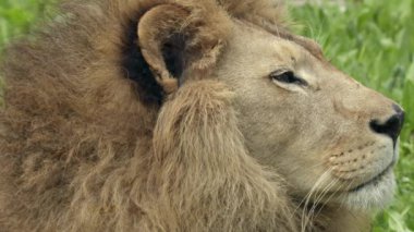 Genç Aslanın Portresi Sakince Duran ve Dinlenen Görüntü.