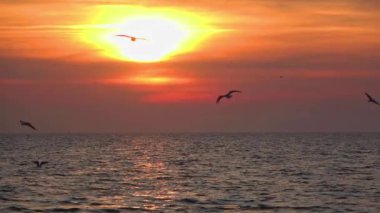Dusk Sunset Video 'da deniz kuşları ve okyanus silueti.