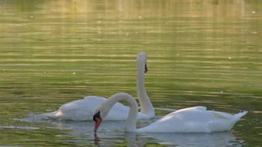 Yeşil Göl 'de Romantik Kuğu Çifti Yüzüyor.
