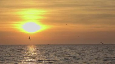 Orange Sunset ve Martılar Okyanusta Uçuyor.